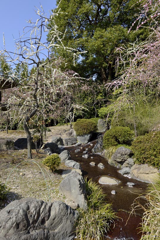 2014jyounanguusidareume083