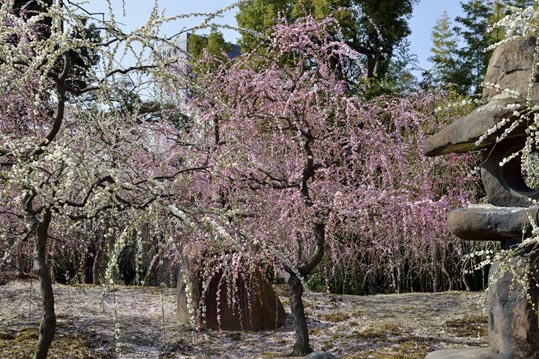 2014jyounanguusidareume084