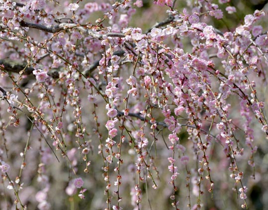 2014jyounanguusidareume086