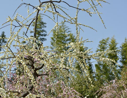 2014jyounanguusidareume091