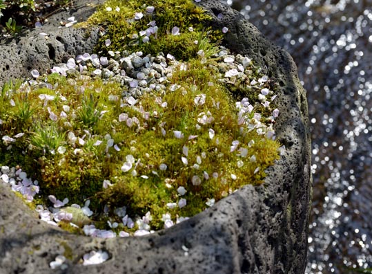 2014jyounanguusidareume097