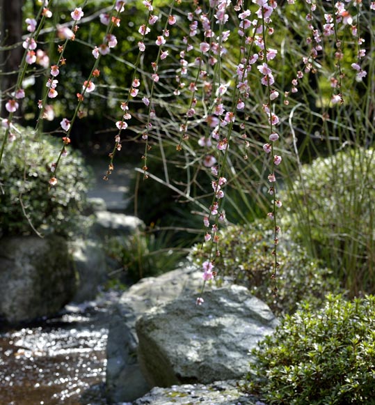 2014jyounanguusidareume100