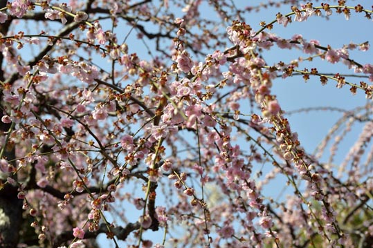 2014jyounanguusidareume101