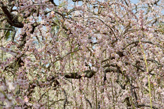 2014jyounanguusidareume103