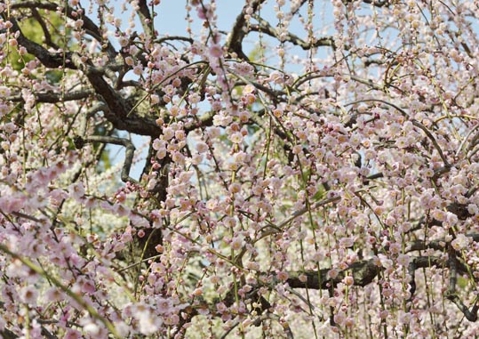 2014jyounanguusidareume104