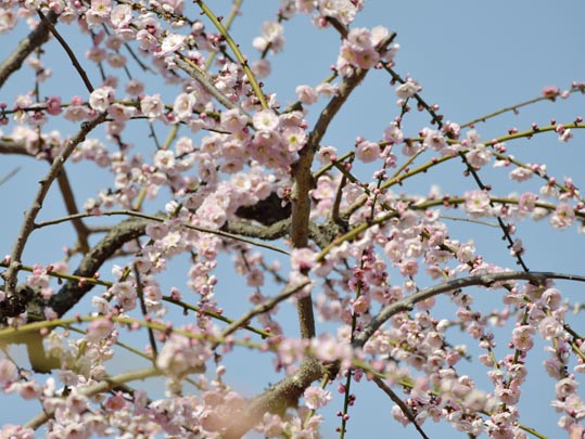 2014jyounanguusidareume106