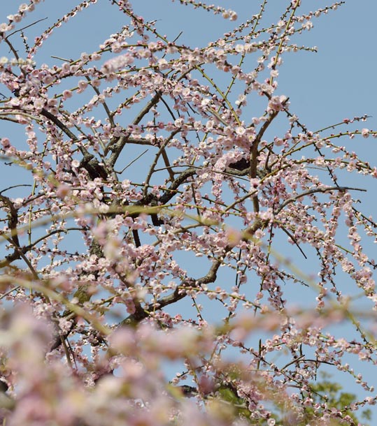 2014jyounanguusidareume107