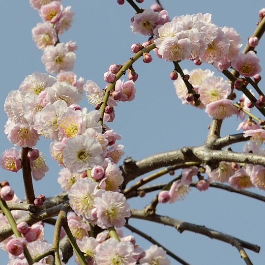 2014jyounanguusidareume108