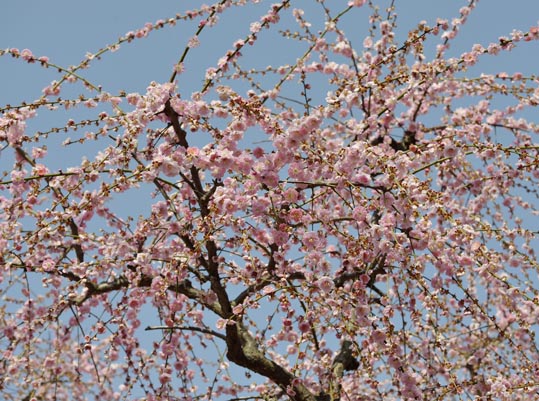 2014jyounanguusidareume109