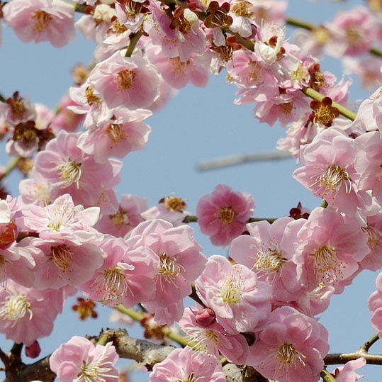 2014jyounanguusidareume110