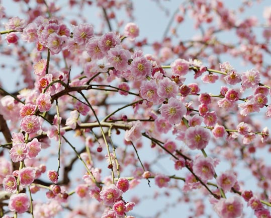 2014jyounanguusidareume114