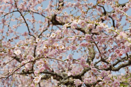 2014jyounanguusidareume115