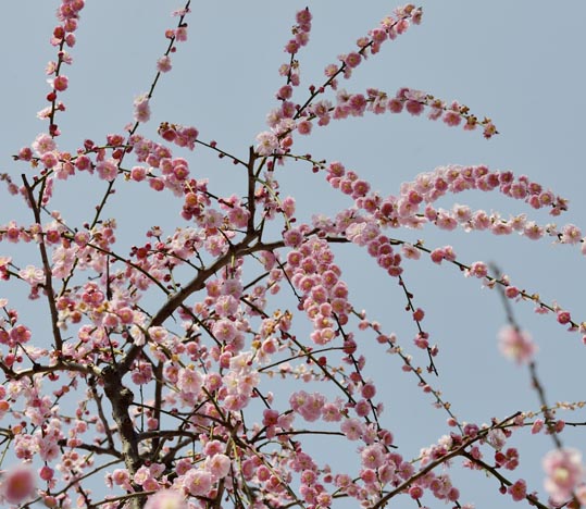 2014jyounanguusidareume116