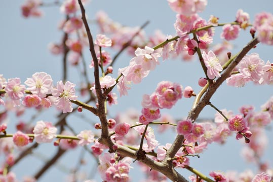 2014jyounanguusidareume118