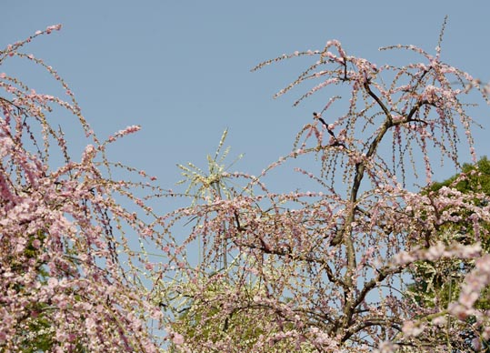 2014jyounanguusidareume119