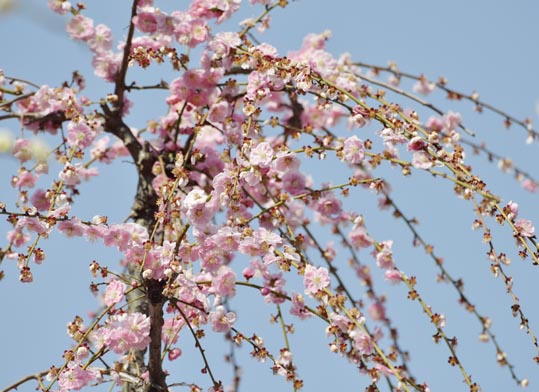 2014jyounanguusidareume121