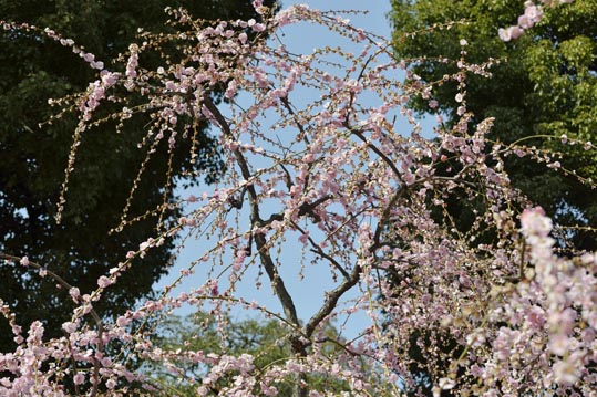 2014jyounanguusidareume123