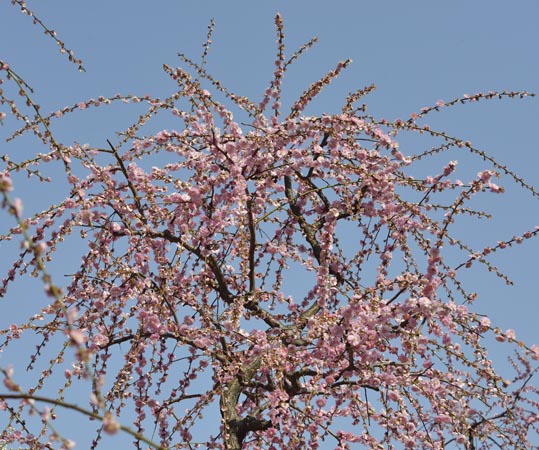 2014jyounanguusidareume125