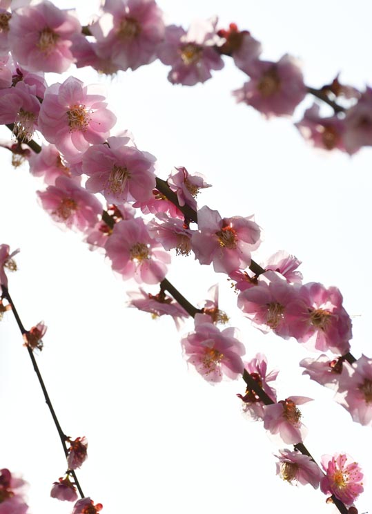 2014jyounanguusidareume126