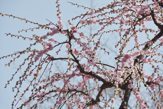 2014jyounanguusidareume128