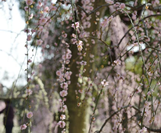 2014jyounanguusidareume130