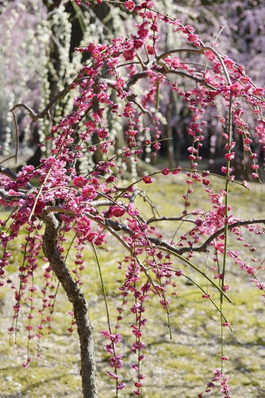 2014jyounanguusidareume133