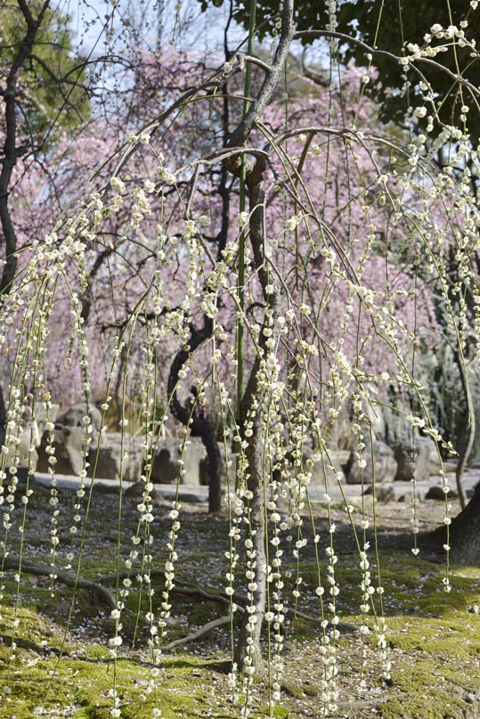 2014jyounanguusidareume134