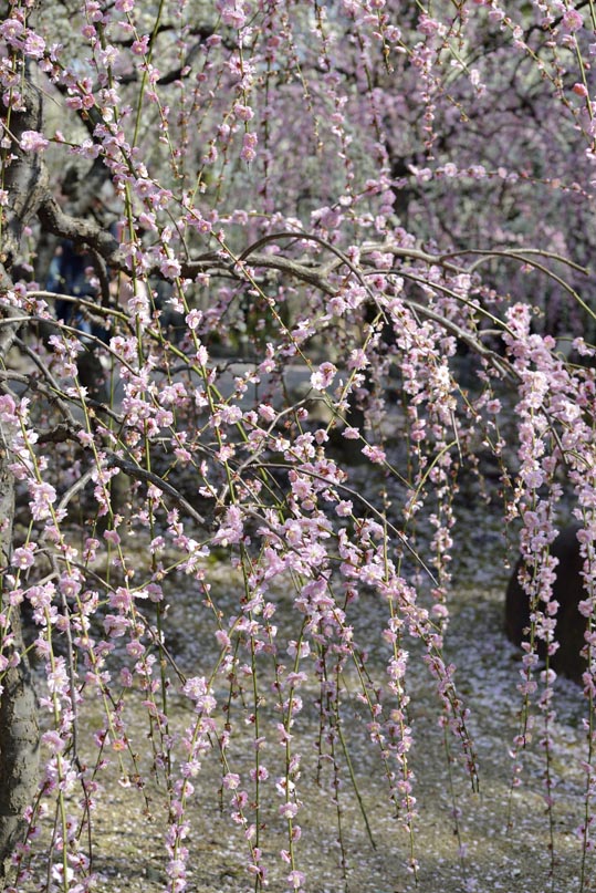 2014jyounanguusidareume135