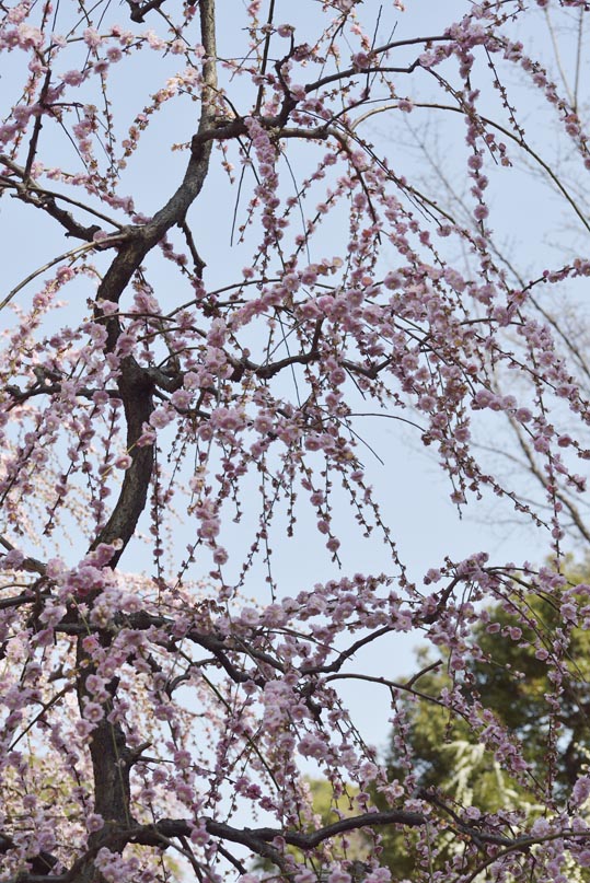 2014jyounanguusidareume138