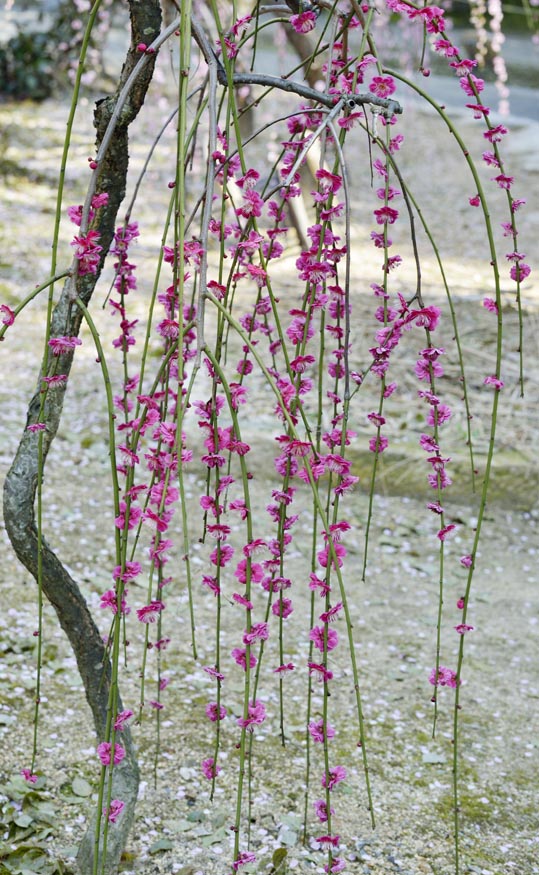 2014jyounanguusidareume140