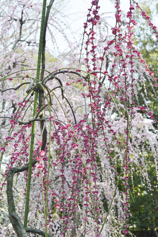 2014jyounanguusidareume141