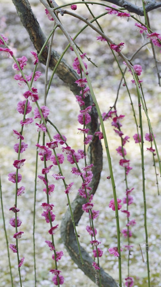 2014jyounanguusidareume142