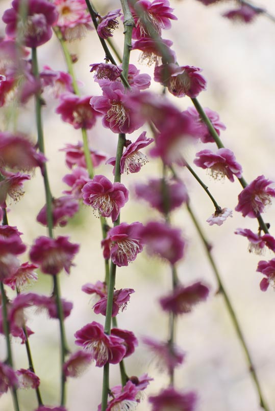 2014jyounanguusidareume143