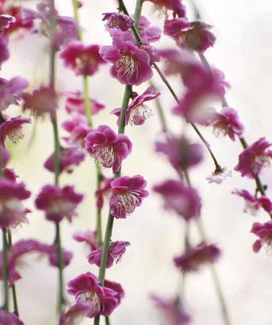 2014jyounanguusidareume144