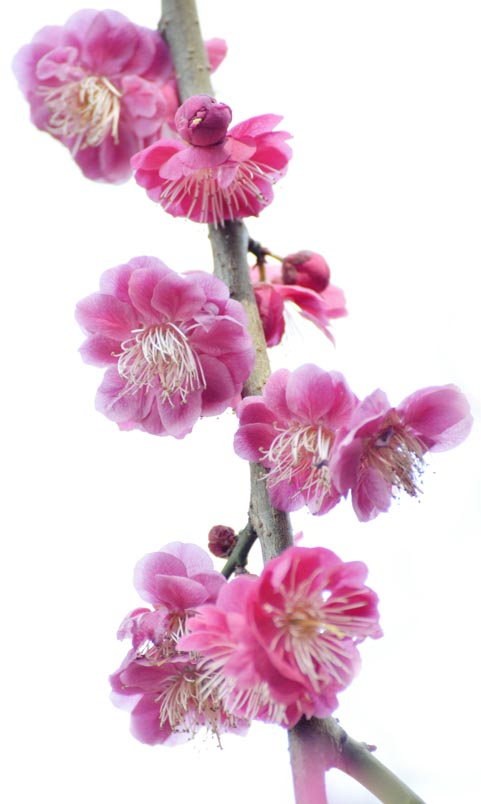 2014jyounanguusidareume146