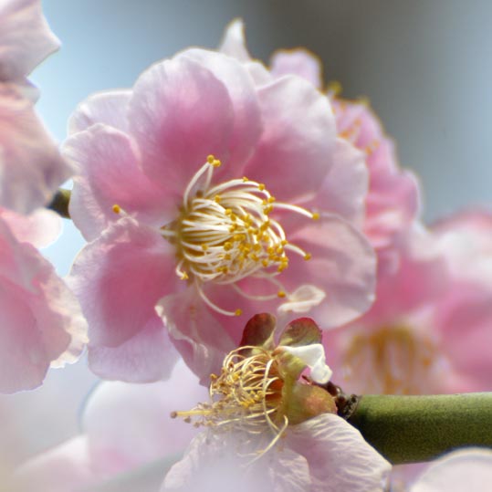 2014jyounanguusidareume147