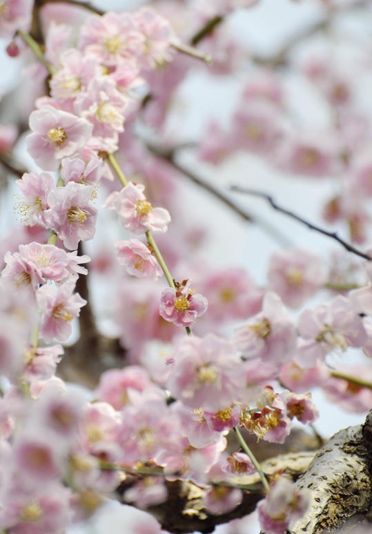 2014jyounanguusidareume148