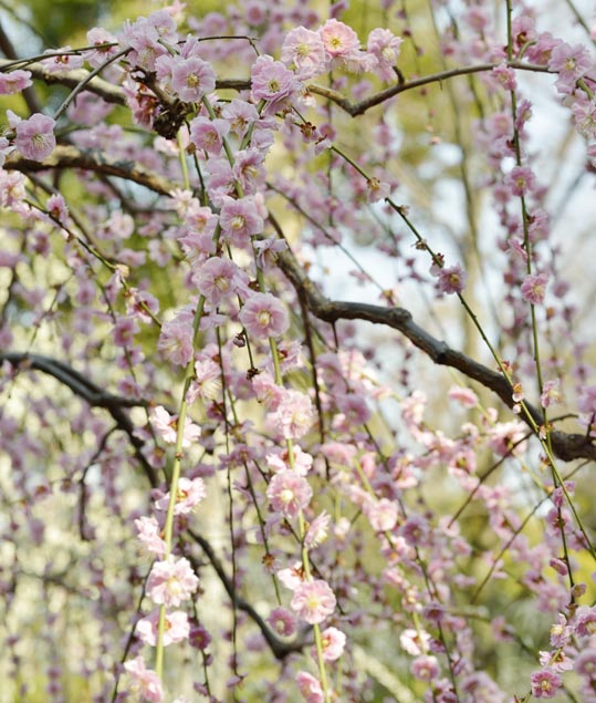 2014jyounanguusidareume150