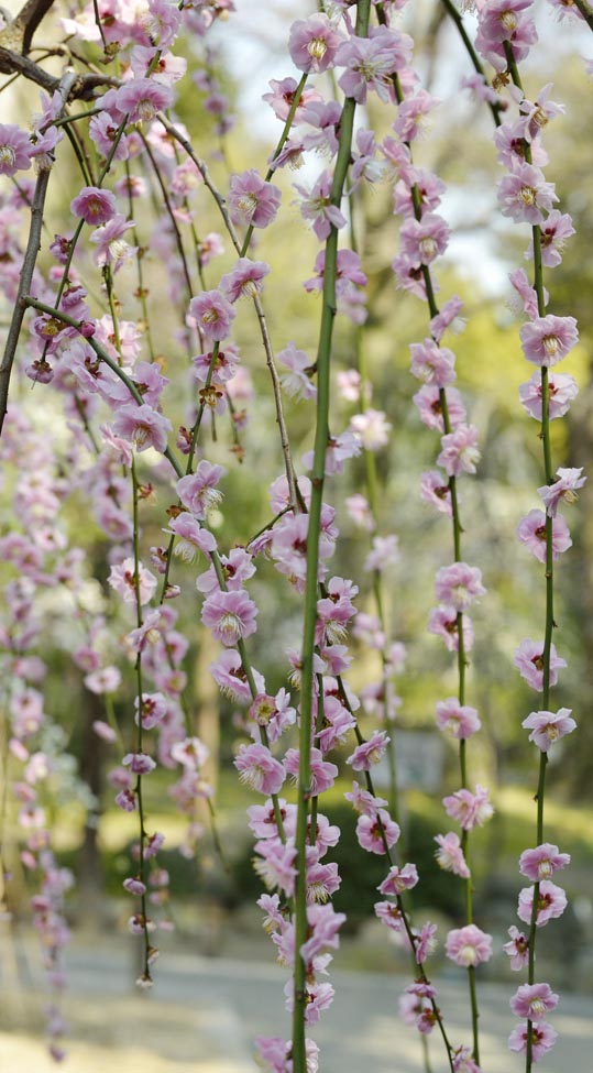 2014jyounanguusidareume151