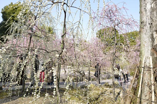 2014jyounanguusidareume152