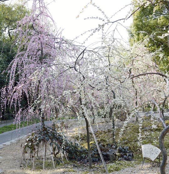 2014jyounanguusidareume153