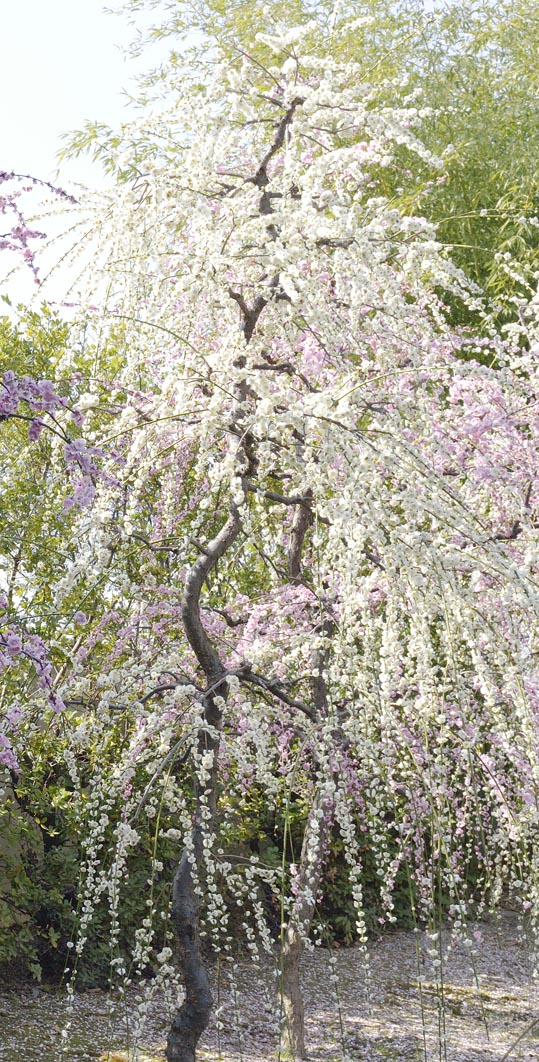 2014jyounanguusidareume156