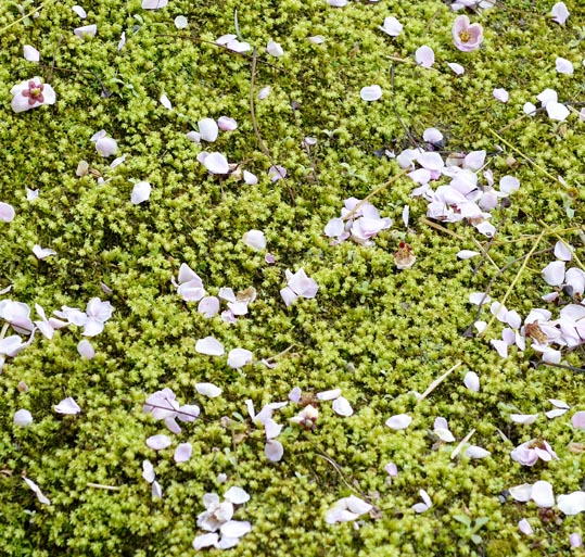 2014jyounanguusidareume160