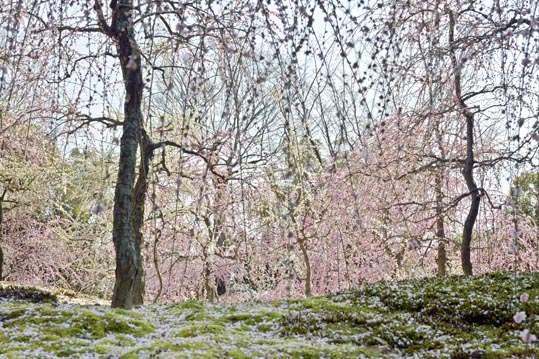 2014jyounanguusidareume161