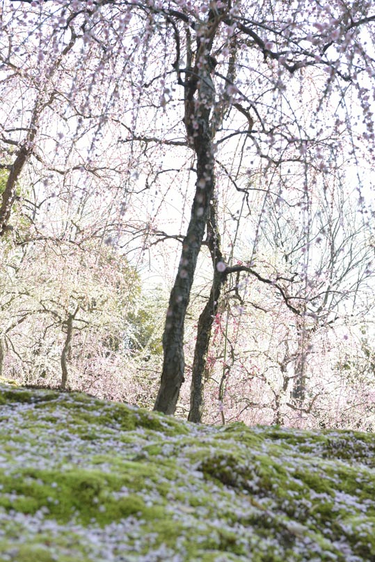 2014jyounanguusidareume162