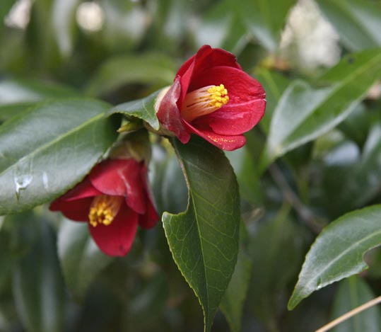 2014jyounanguusidareume167