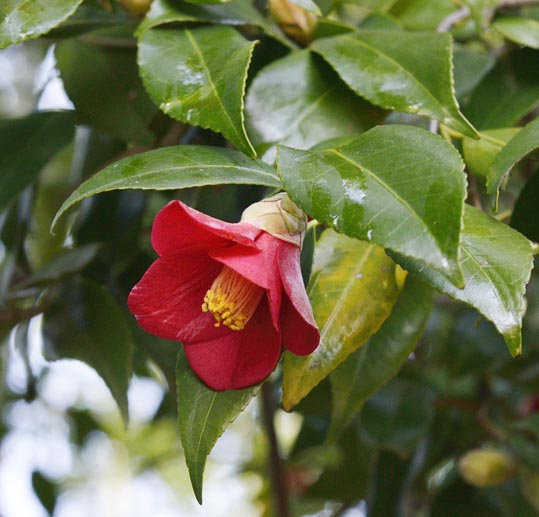 2014jyounanguusidareume168