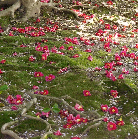 2014jyounanguusidareume169