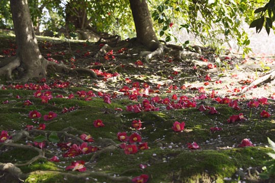 2014jyounanguusidareume170