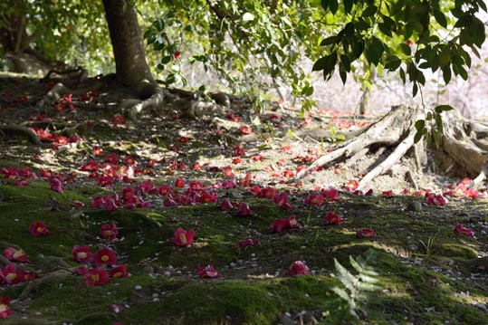 2014jyounanguusidareume171